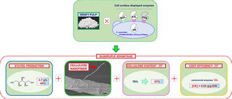  Xylitol: การสร้างสรรค์ทางชีวภาพและการผลิตที่ยั่งยืน!